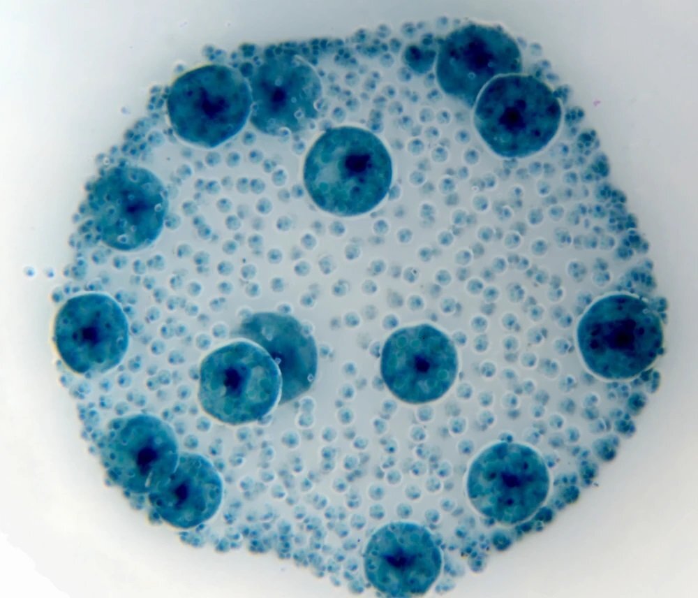 Mikroskop DELTA OPTICAL Genetic Bino Blokada
