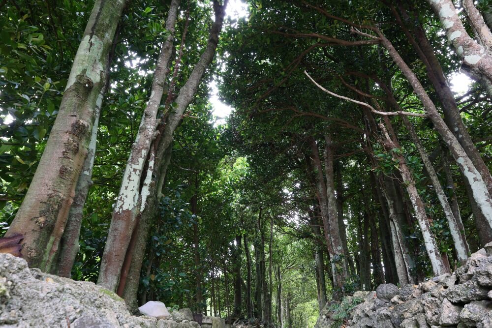 Obiektyw CANON RF 15-30mm F4.5-6.3 IS STM  ogniskowa przysłona ostrość pierścienie optyka soczewki powłoki montaż bagnet światło jasność zoom filtry waga