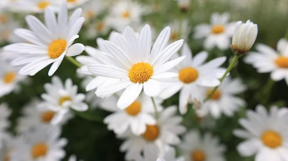 Obiektyw CANON RF 24mm F1.8 Macro IS STM EU26 ogniskowa przysłona ostrość pierścienie optyka soczewki powłoki montaż bagnet światło jasność zoom filtry waga
