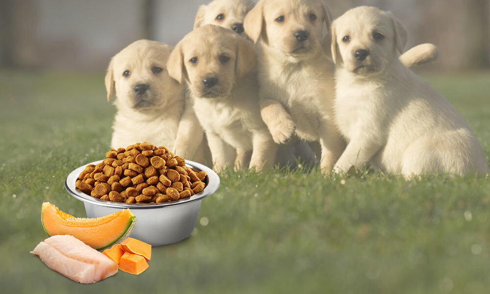 Karma dla psa FARMINA N&D Ocean Łosoś z dorszem i melonem Puppy Medium&Maxi 12 kg naturalne składniki wielkość krokietów