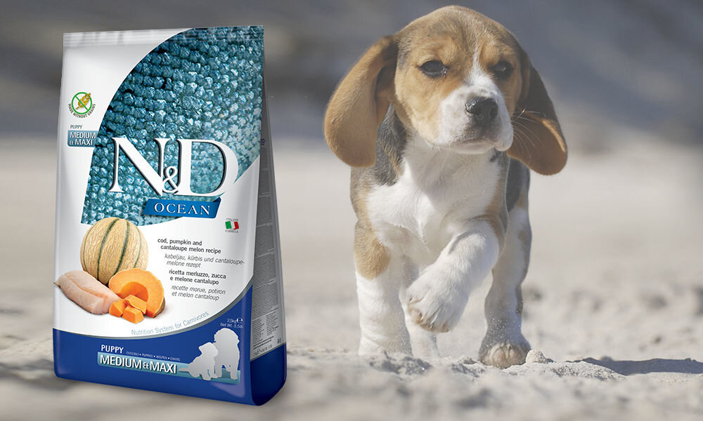 Karma dla psa FARMINA N&D Ocean Łosoś z dorszem i melonem Puppy Medium&Maxi 12 kg dawkowanie analiza sklad