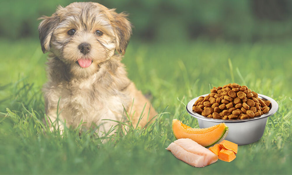 Karma dla psa FARMINA N&D Ocean Łosoś z dorszem i melonem Puppy Medium&Maxi 12 kg witaminy pierwiastki aminokwasy