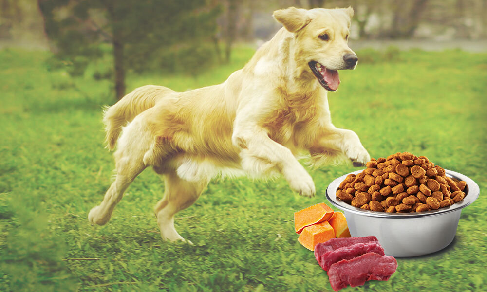 Karma dla psa FARMINA Jeleń z dynią i jabłkiem Medium & Maxi 2.5 kg witaminy pierwiastki aminokwasy