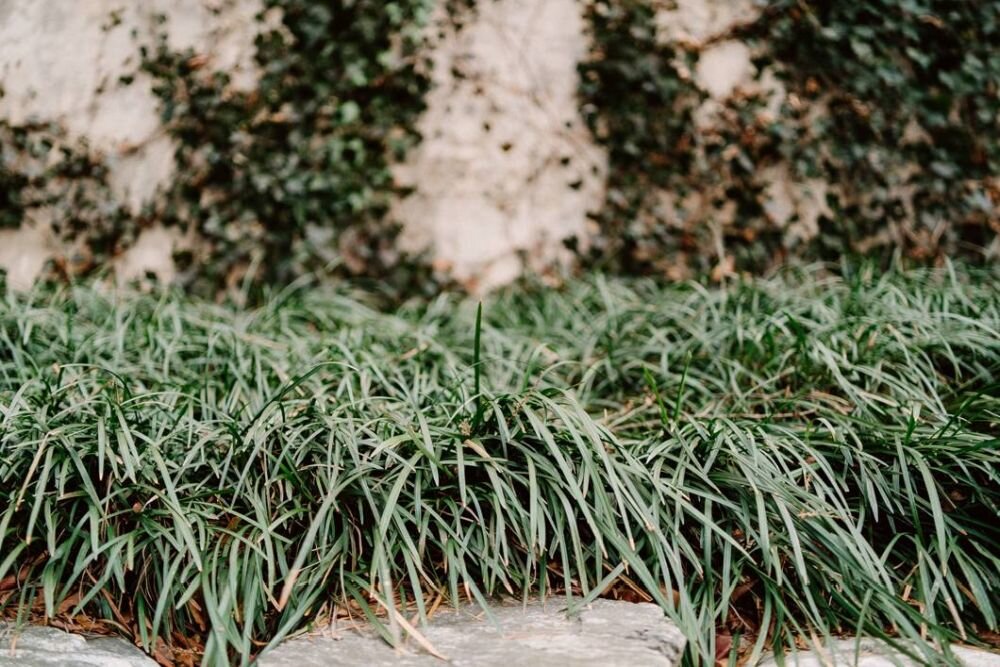 Obiektyw SAMYANG AF 35mm f-1.4 SONY FE II   ogniskowa przysłona ostrość pierścienie optyka soczewki powłoki montaż bagnet światło jasność zoom filtry waga