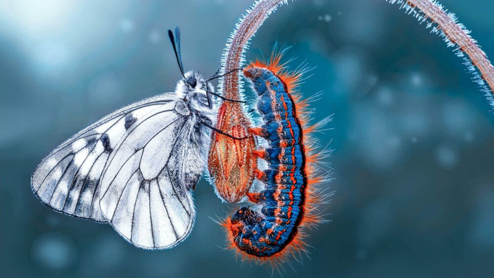 Telewizor TECHNISAT Technivision HD32AO  - 4k