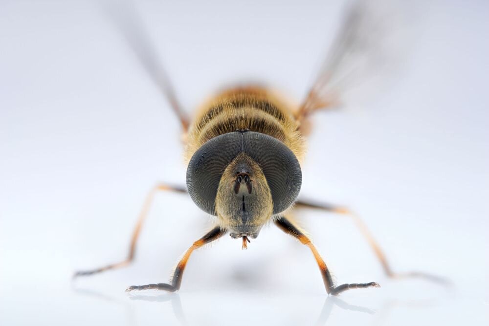 Laowa 90 mm f2,8 Ultra Macro APO zdjęcie przykładowe