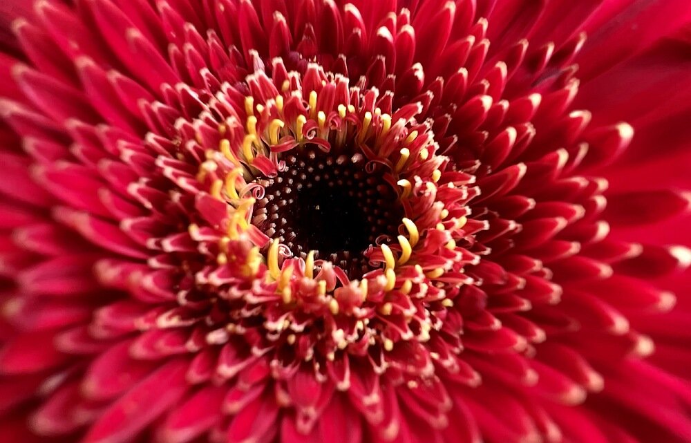 Apple iPhone 13 pro ekran procesor bateria wydajność pamięć ram pojemność rozdzielczość aparat obiektyw funkcje cechy muzyka ochrona obudowa odporny 