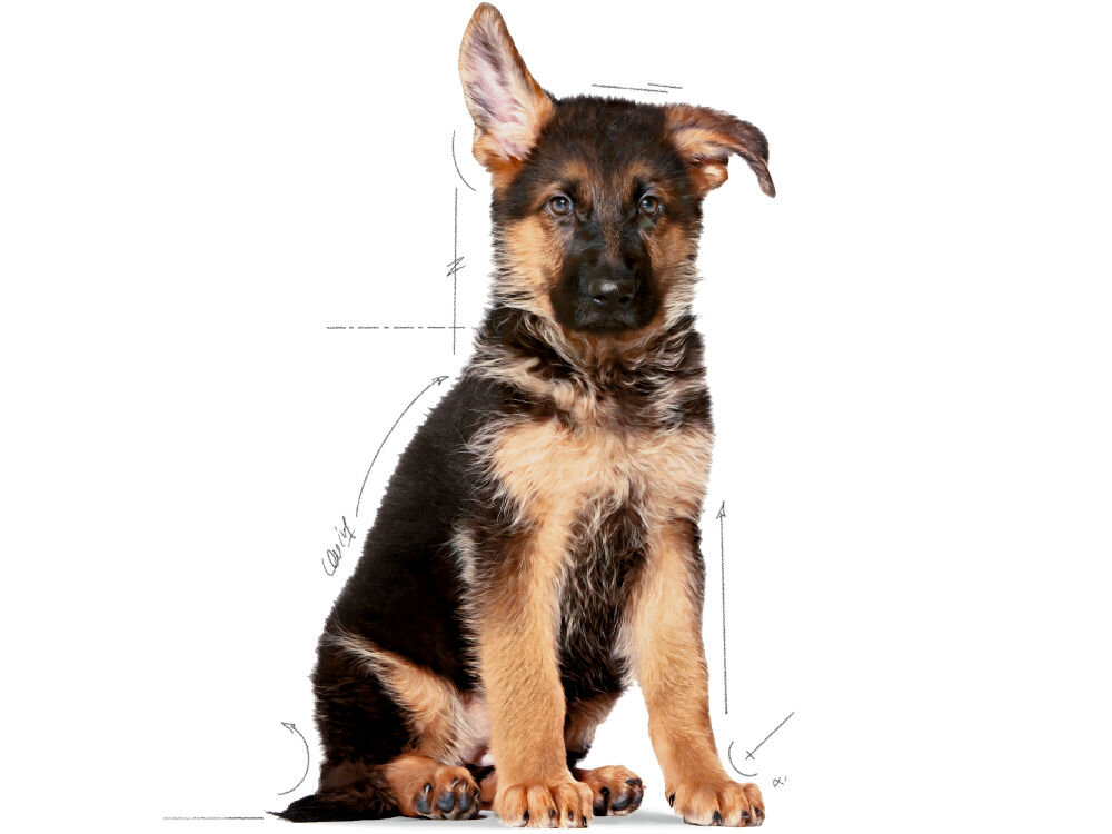 Karma dla psa ROYAL CANIN SHN Maxi Starter M&B 4 kg zalecenia żywieniowe grafika ze szczenię średniej rasy