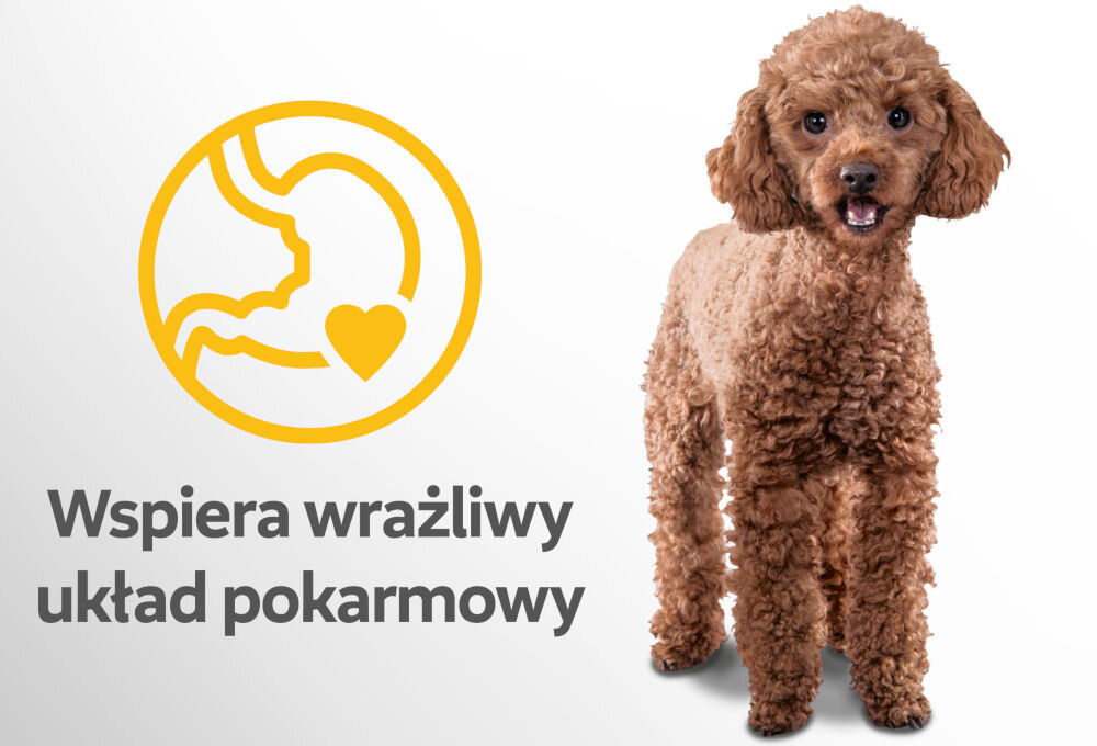 Karma dla psa PERFECT FIT Senior 10+ Kurczak 825 g Zdjęcie małego, rudego pudla na białym tle. Obok grafika przedstawiająca żołądek z sercem i tekst Wspiera wrażliwy układ pokarmowy.
