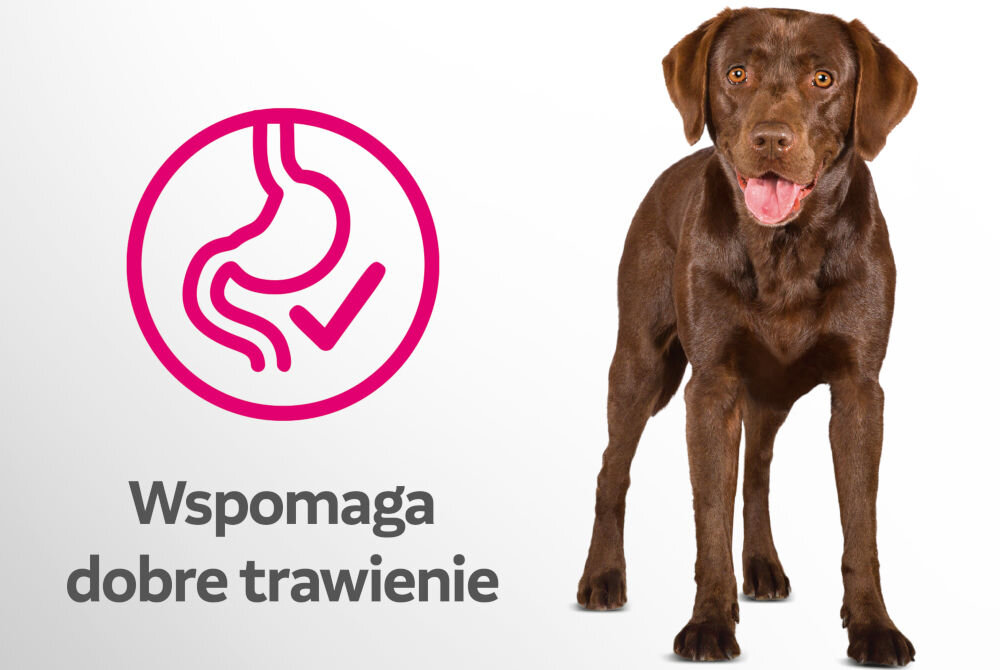 Karma dla psa PERFECT FIT Adult Kurczak 11.50 kg Zdjęcie brązowego labradora na białym tle. Obok grafika przedstawiająca żołądek z haczykiem i tekst Wspomaga dobre trawienie.
