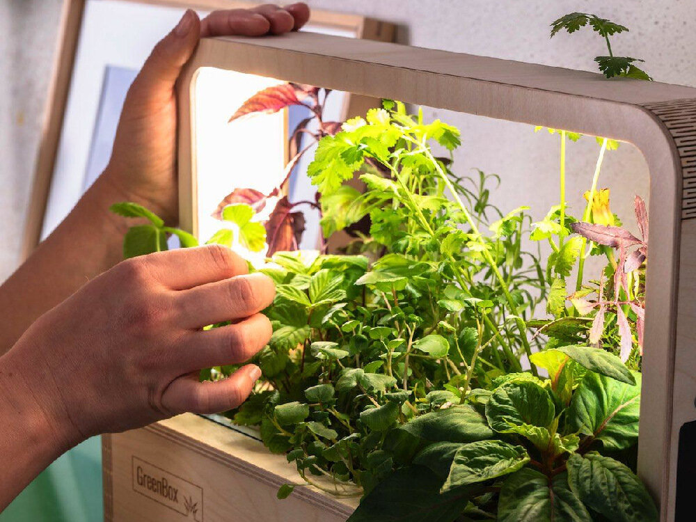 Doniczka BERLINGREEN GreenBox Brązowy oswietlenie LED imituje swiatlo sloneczne mozliwosc przyciemniania zmiany temperatury