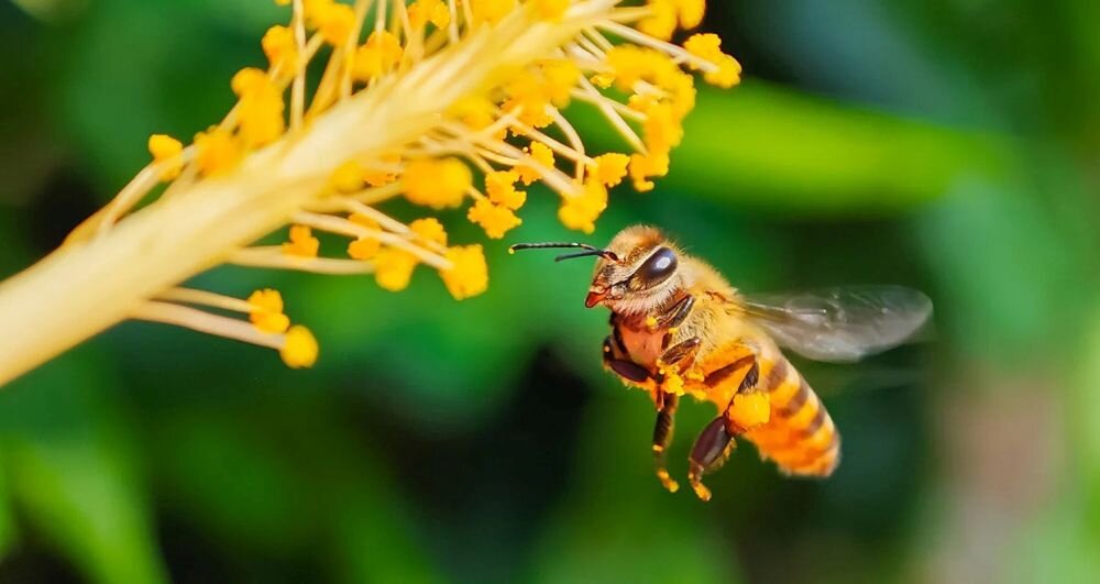 Smartfon XIAOMI 13 Pro    ekran bateria aparat procesor ram pamięć pojemność rozdzielczość zdjęcia filmy opis dane cechy blokady system łączność wifi bluetooth obudowa szkło odporność porty muzyka transfer sieć przekątna matryca waga czujniki oled amoled ips