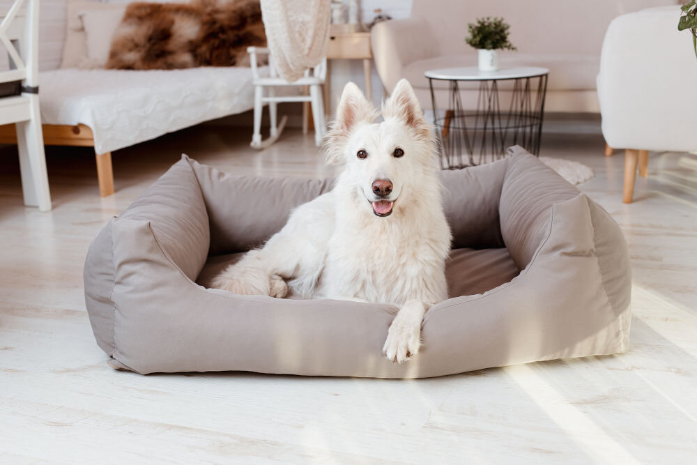 Legowisko uniwersalne YEGO DESIGN Dog Bed Biały, mały pies (prawdopodobnie maltańczyk) leży zrelaksowany w środku dużego, miękkiego legowiska. Legowisko ma wysokie boki i znajduje się na drewnianej podłodze przy białej ścianie.