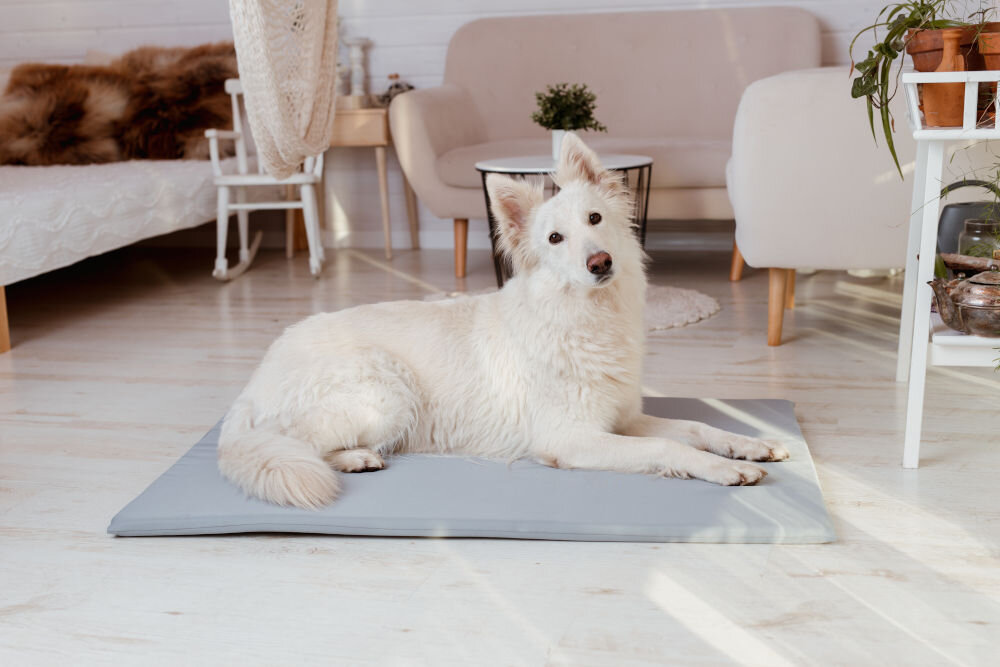 Legowisko dla psa YEGO DESIGN Rex Terier z czarno-brązowym futrem leży na prostokątnym legowisku-macie umieszczonym na jasnej, drewnianej podłodze w salonie. W tle widać meble: jasną kanapę, stolik kawowy z metalowym stelażem i białe krzesło.