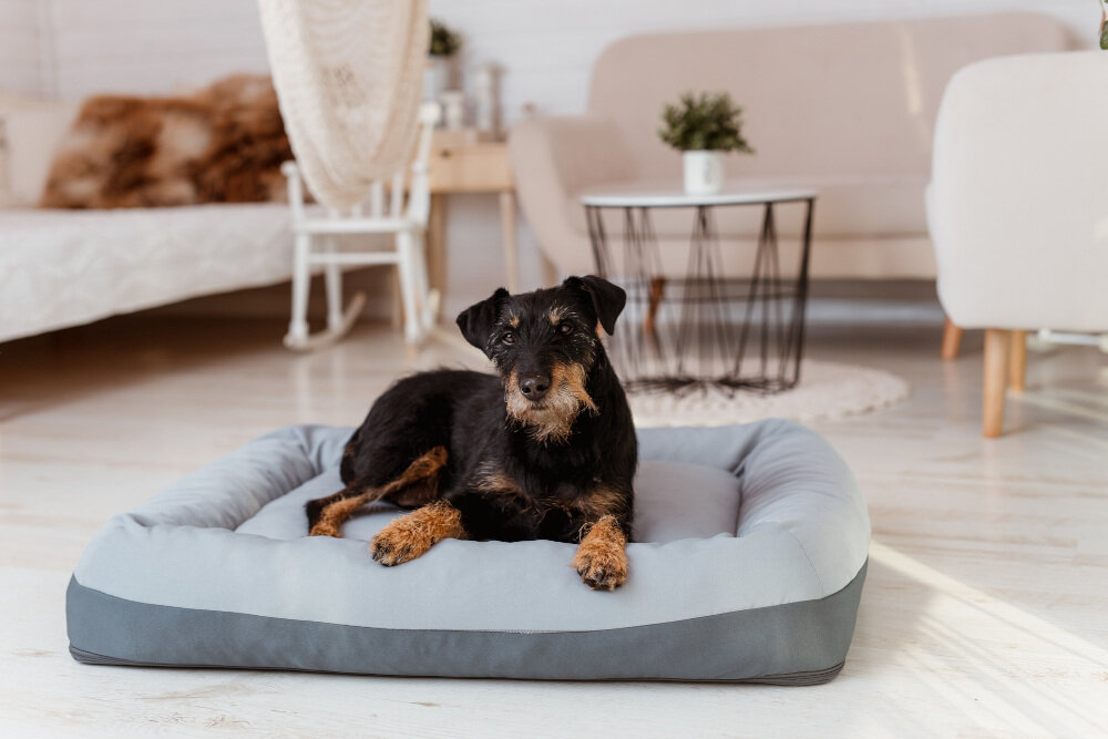 Legowisko YEGO DESIGN Niko S Srebrno-antracytowy wygląd prezentacja pies leżący na legowisku patrzy w obiektyw