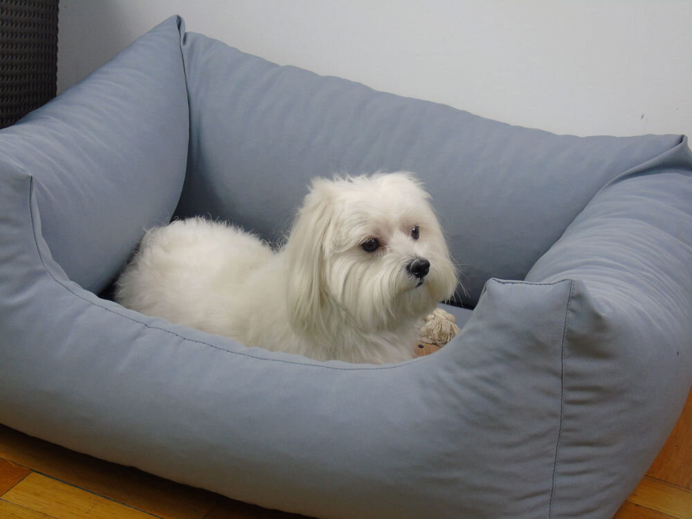 Legowisko uniwersalne YEGO DESIGN Dog Bed Biały, mały pies (prawdopodobnie maltańczyk) leży zrelaksowany w środku dużego, miękkiego legowiska. Legowisko ma wysokie boki i znajduje się na drewnianej podłodze przy białej ścianie.