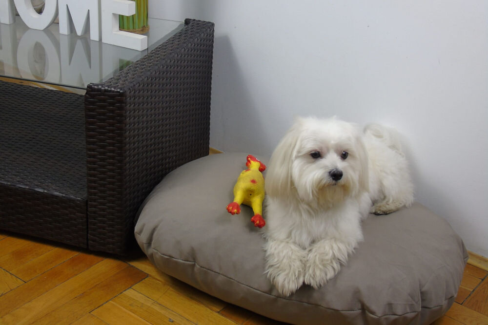 Legowisko uniwersalne YEGO DESIGN Oval Biały, mały pies (prawdopodobnie maltańczyk) leży na owalnej, poduszce (legowisku) obok żółtej gumowej zabawki-kurczaka. W tle widać ciemną sofę i białą ścianę