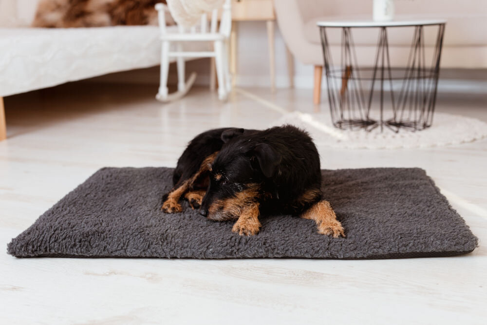 Legowisko uniwersalne YEGO DESIGN Woll Ciemnobrązowy/czarny terier gładkowłosy leżący spokojnie na prostokątnej, puszystej macie-legowisku w kolorze grafitowym. Tło to jasny salon z drewnianą podłogą, białym łóżkiem i stolikiem kawowym