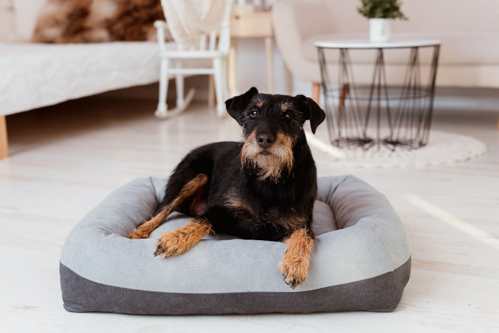 Legowisko YEGO DESIGN Lux M Szaro-antracytowy pies w legowisku patrzy w obiektyw