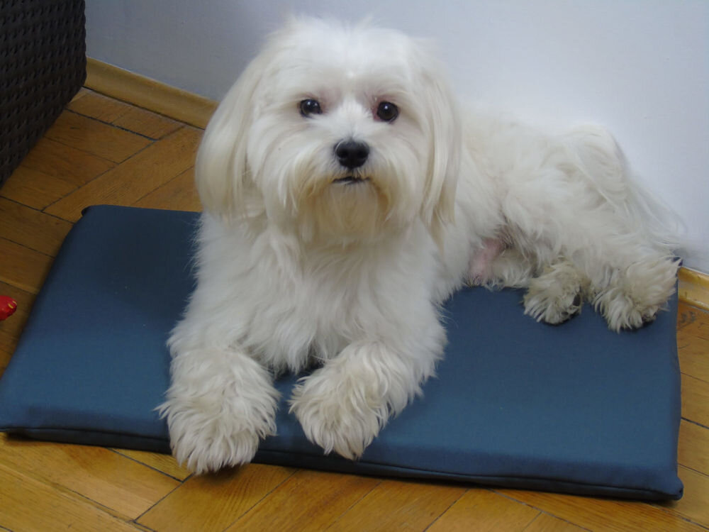 Legowisko dla psa YEGO DESIGN Rex Terier z czarno-brązowym futrem leży na prostokątnym legowisku-macie umieszczonym na jasnej, drewnianej podłodze w salonie. W tle widać meble: jasną kanapę, stolik kawowy z metalowym stelażem i białe krzesło.