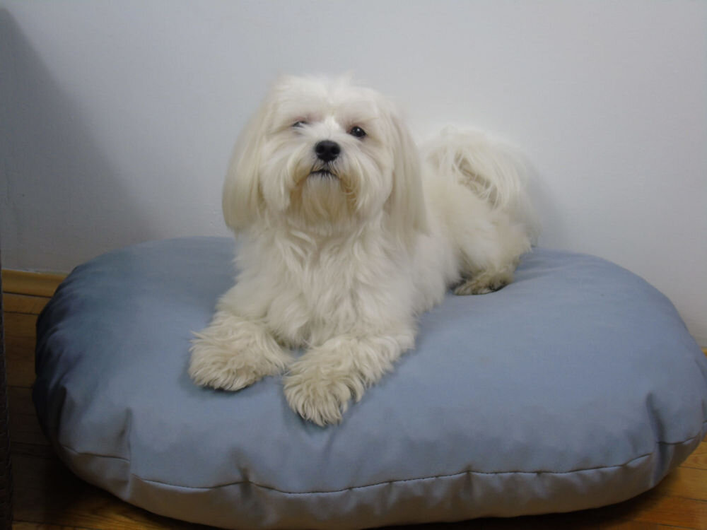 Legowisko uniwersalne YEGO DESIGN Oval Biały, mały pies (prawdopodobnie maltańczyk) leży na owalnej, poduszce (legowisku) obok żółtej gumowej zabawki-kurczaka. W tle widać ciemną sofę i białą ścianę