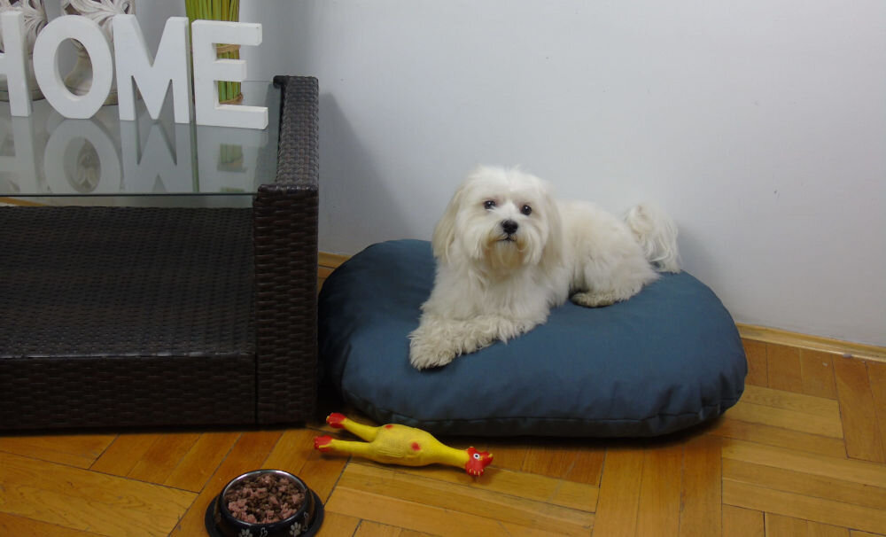 Legowisko uniwersalne YEGO DESIGN Oval Biały, mały pies (prawdopodobnie maltańczyk) leży na owalnej, poduszce (legowisku) obok żółtej gumowej zabawki-kurczaka. W tle widać ciemną sofę i białą ścianę