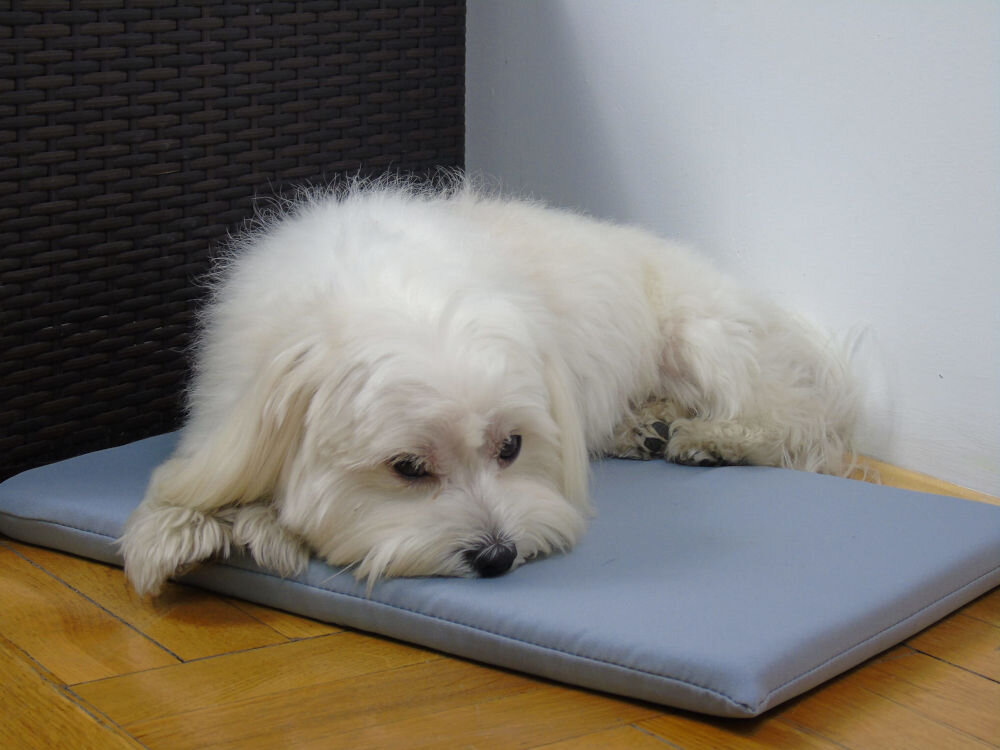 Legowisko dla psa YEGO DESIGN Rex Terier z czarno-brązowym futrem leży na prostokątnym legowisku-macie umieszczonym na jasnej, drewnianej podłodze w salonie. W tle widać meble: jasną kanapę, stolik kawowy z metalowym stelażem i białe krzesło.