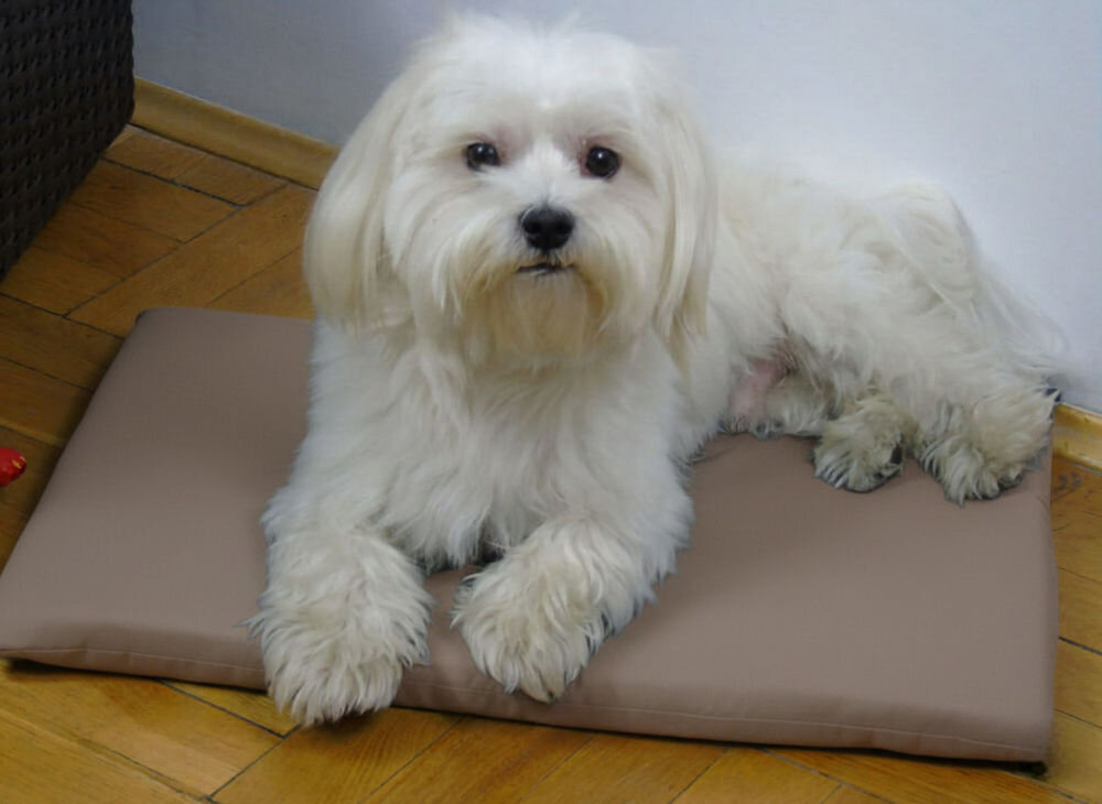 Legowisko dla psa YEGO DESIGN Rex Terier z czarno-brązowym futrem leży na prostokątnym legowisku-macie umieszczonym na jasnej, drewnianej podłodze w salonie. W tle widać meble: jasną kanapę, stolik kawowy z metalowym stelażem i białe krzesło.