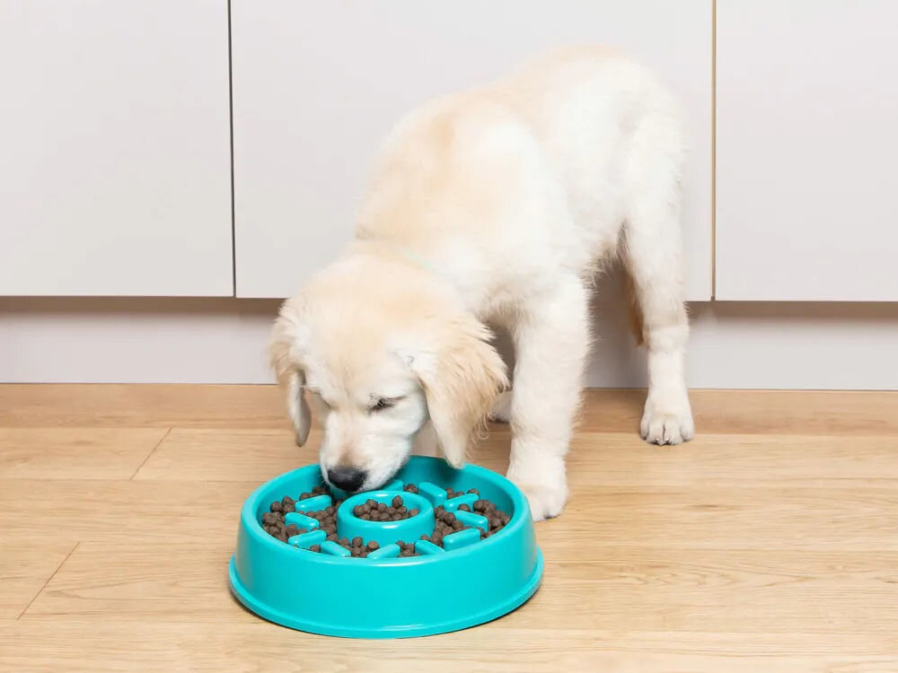 Miska spowalniająca dla psa ZIPPYPAWS Donat ZP429 Na zdjęciu znajduje się jasny pies jedzący z turkusowej miski spowalniającej, wypełnionej suchą karmą, na tle jasnych szafek kuchennych i drewnianej podłogi