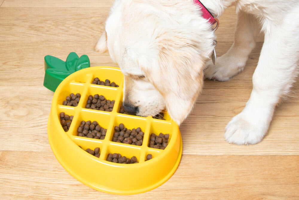 Miska dla psa i kota ZIPPYPAWS ZZPN-1925 Na zdjęciu widoczna jest żółta miska w kształcie ananasa z zielonym elementem, wypełniona suchą karmą dla psa, umieszczona na drewnianej podłodze. Obok miski znajduje się pies z jasną sierścią, który je karmę