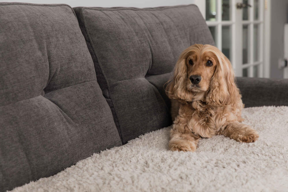 Legowisko uniwersalne PET REBELLION Comfy Cover Beżowy Komfort i wygoday rozwiązanie dla zwierząt miękki włos ochrona kanapy sierść zabrudzenia
