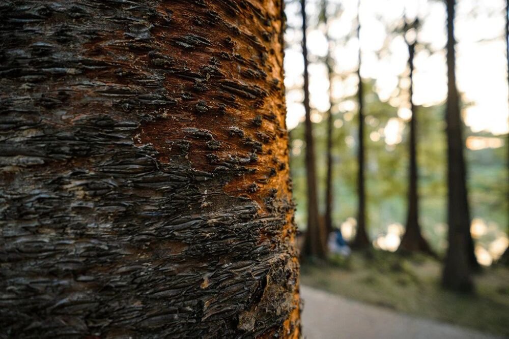 Obiektyw VILTROX AF 13mm f-1.4 Nikon Z    ogniskowa przysłona ostrość pierścienie optyka soczewki powłoki montaż bagnet światło jasność zoom filtry waga