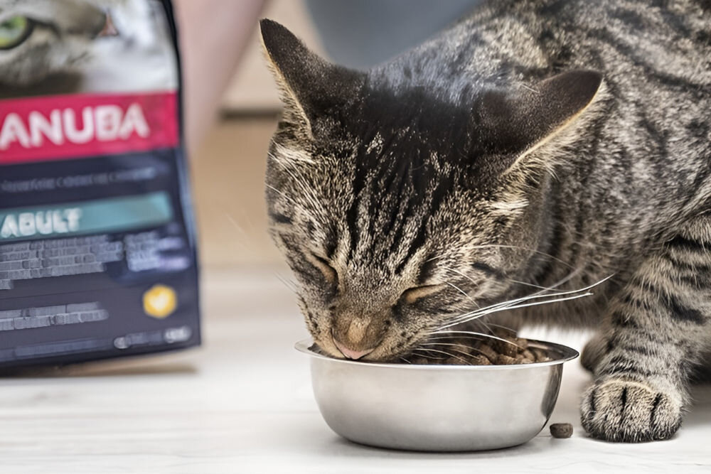 Karma dla kota EUKANUBA Adult Kurczak 2 kg dawkowanie analiza sklad