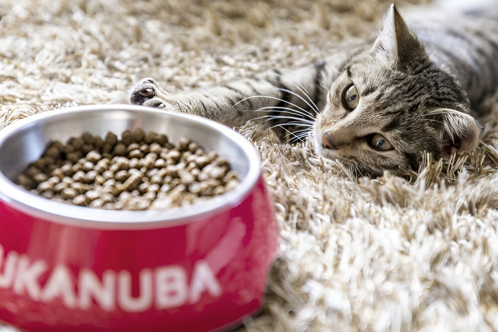 Karma dla kota EUKANUBA Dla Starszych Kotów Kurczak 2 kg witaminy pierwiastki aminokwasy