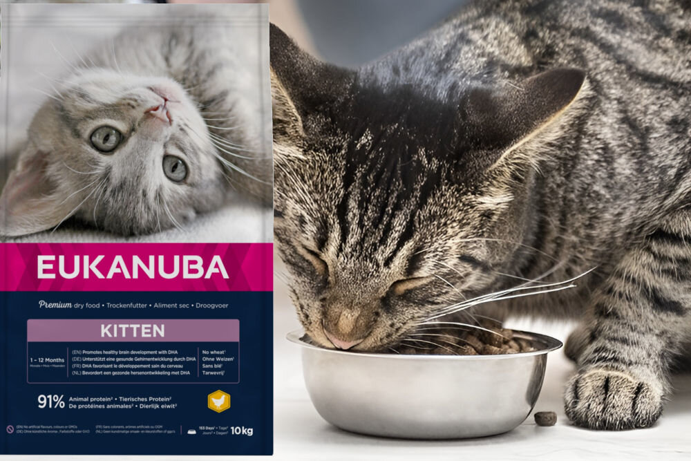 Karma dla kota EUKANUBA Dla Rosnących Kociąt Kurczak 10 kg dawkowanie analiza sklad
