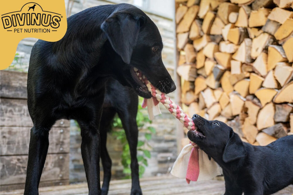 Karma dla psa DIVINUS Puppy Kurczak 20 kg naturalne składniki