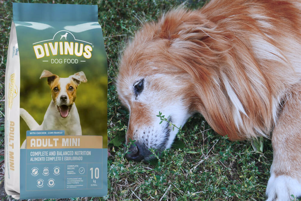 Karma dla psa DIVINUS Adult Mini Kurczak 10 kg dawkowanie analiza sklad
