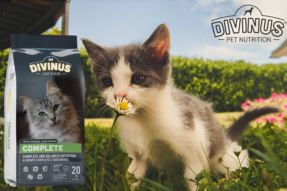 Karma dla kota DIVINUS Cat Complete Kurczak 2 kg naturalne składniki