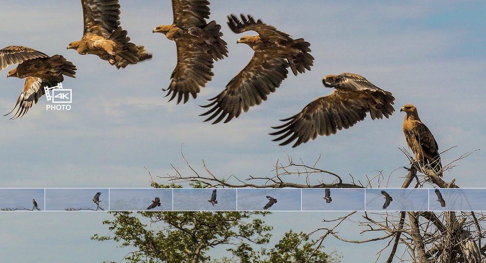 Aparat PANASONIC Lumix DC-FZ1000II Wideo