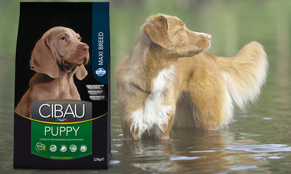 Karma dla psa FARMINA Cibau Asult Maxi Kurczak 2,5 kg dawkowanie analiza sklad