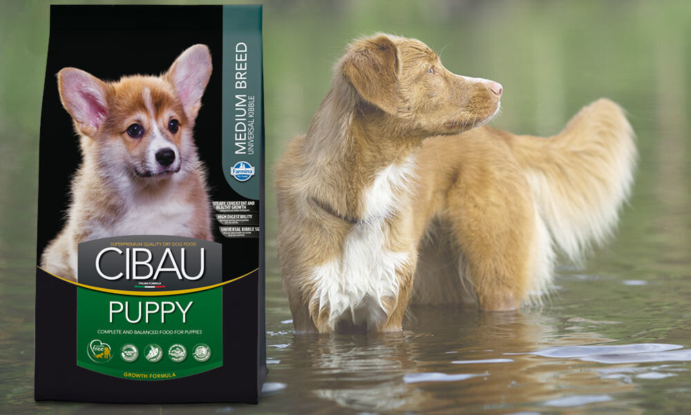 Karma dla psa FARMINA Cibau Asult Medium Kurczak 2,5 kg dawkowanie analiza sklad