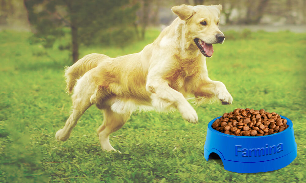 Karma dla psa FARMINA Cibau Asult Mini Kurczak 2,5 kg witaminy pierwiastki aminokwasy