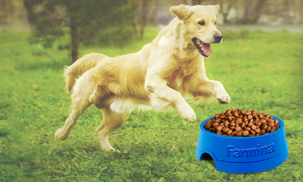 Karma dla psa FARMINA Ecopet Natural Adult Kurczak 2,5 kg witaminy pierwiastki aminokwasy