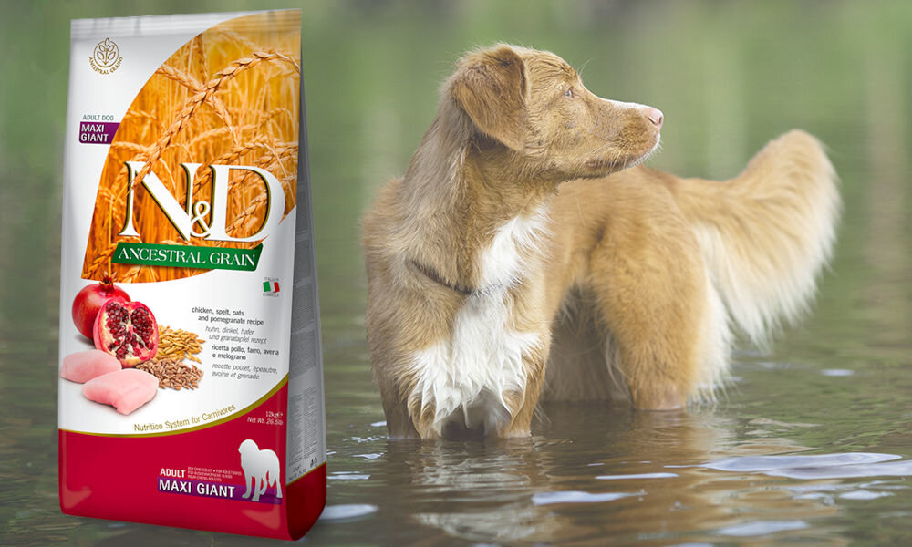 Karma dla psa FARMINA N&D Ancestral Grain Adult Maxi&Giant Kurczak z orkiszem z owsem i owocem granatu 12 kg dawkowanie analiza sklad