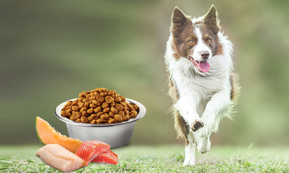 Karma dla psa FARMINA N&D Ocean Adult Mini Łosoś z dorszem i melonem 7 kg naturalne składniki wielkość krokietów