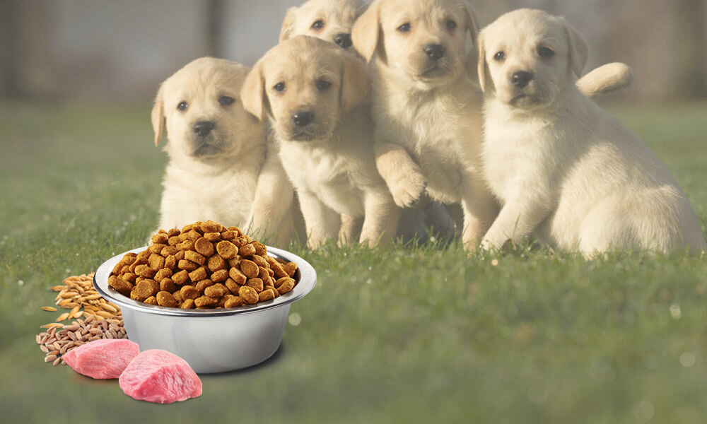 Karma dla psa FARMINA Ancestral Grain Puppy Starter Kurczak, orkisz, owies, owoc granatu 800 g naturalne składniki wielkość krokietów