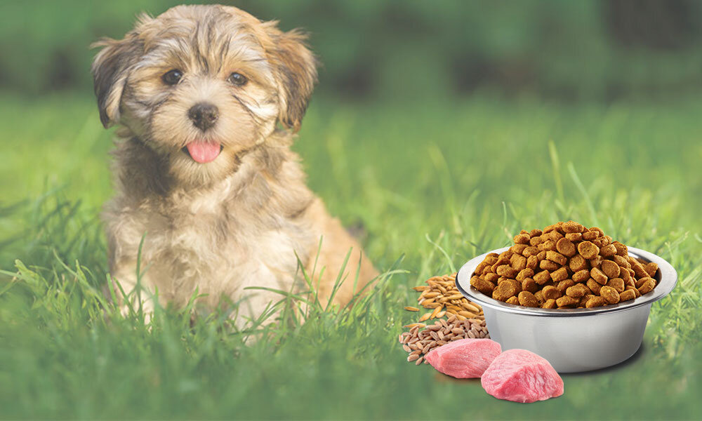 Karma dla psa FARMINA Ancestral Grain Puppy Starter Kurczak, orkisz, owies, owoc granatu 800 g witaminy pierwiastki aminokwasy