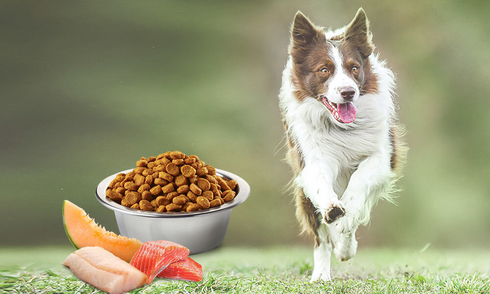 Karma dla psa FARMINA N&D Ocean Adult Medium&Maxi Łosoś z dorszem i melonem 800 g naturalne składniki wielkość krokietów