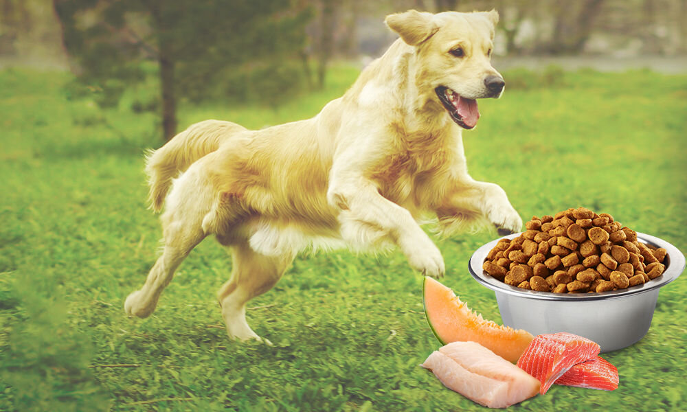 Karma dla psa FARMINA N&D Ocean Adult Mini Łosoś z dorszem i melonem 800 g witaminy pierwiastki aminokwasy
