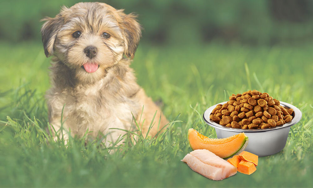 Karma dla psa Karma dla psa FARMINA N&D Ocean Puppy Mini Dorsz z dynią i melonem 7 kg witaminy pierwiastki aminokwasy